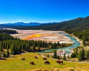 Naturerlebnisse im Yellowstone-Nationalpark, USA