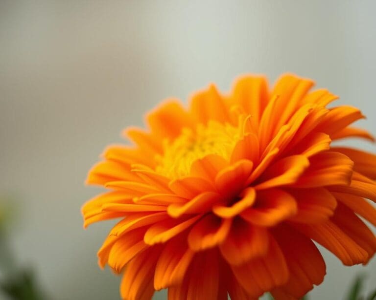 Wie wirkt Ringelblume auf empfindliche Haut?