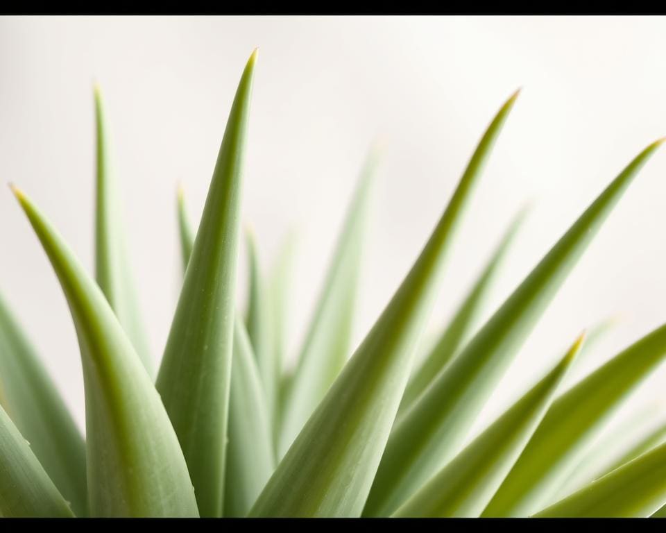 effektive Hautpflege mit Aloe Vera
