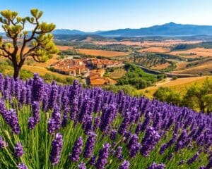 Welche Highlights warten in Suedfrankreich?