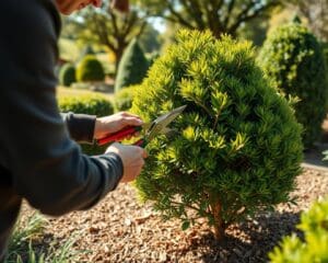 Wie schneidest du Straeucher zur richtigen Zeit?