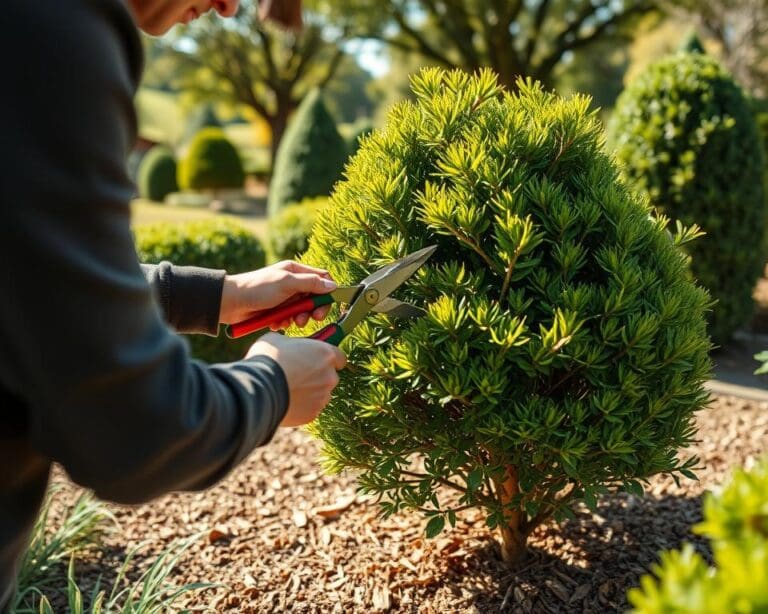 Wie schneidest du Straeucher zur richtigen Zeit?